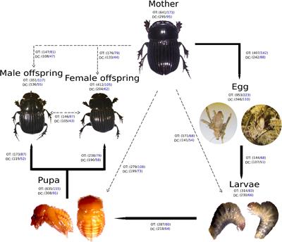 Diversity and Composition of the Gut Microbiota in the Developmental Stages of the Dung Beetle Copris incertus Say (Coleoptera, Scarabaeidae)